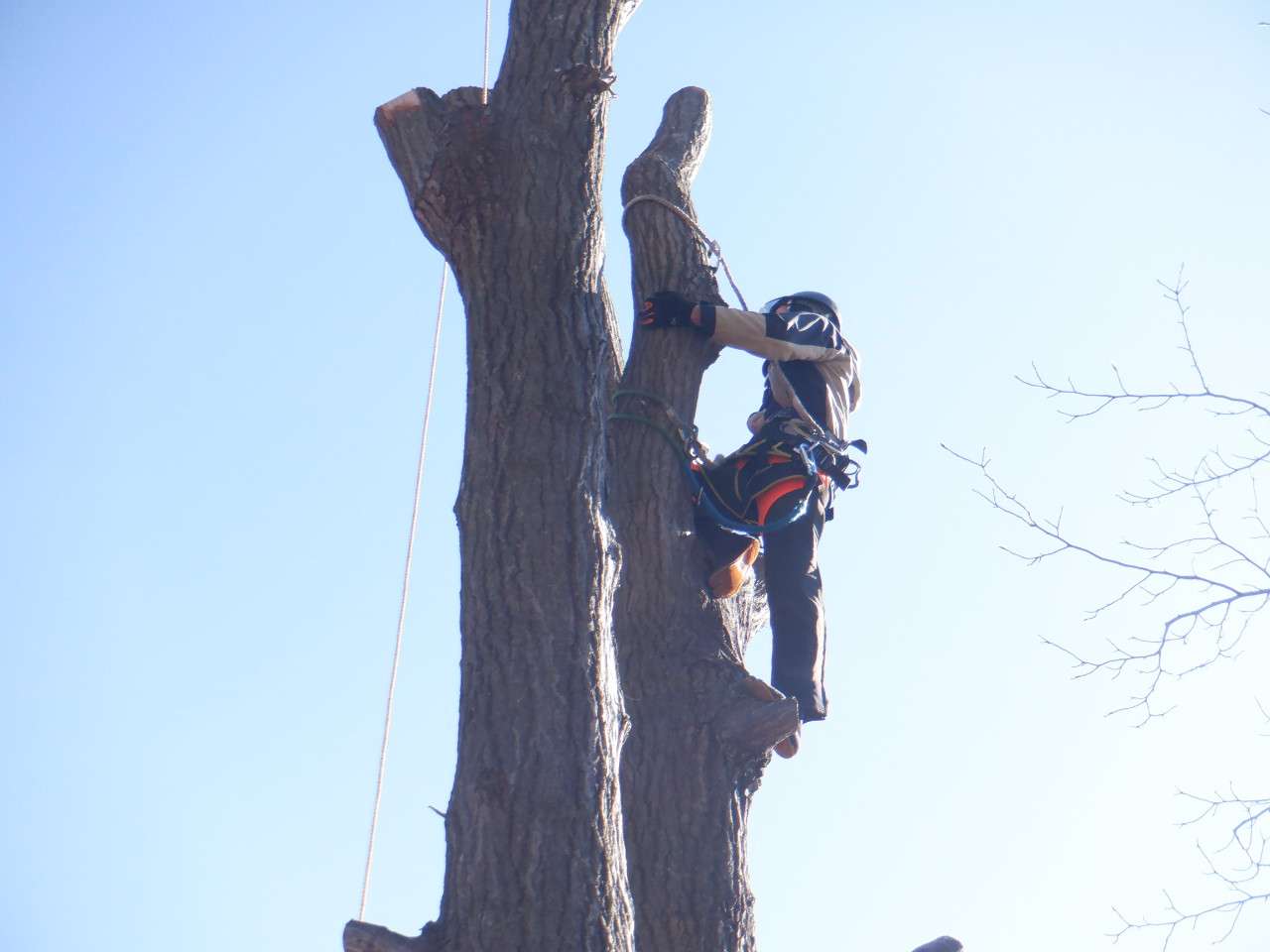 株式会社新樹緑化
