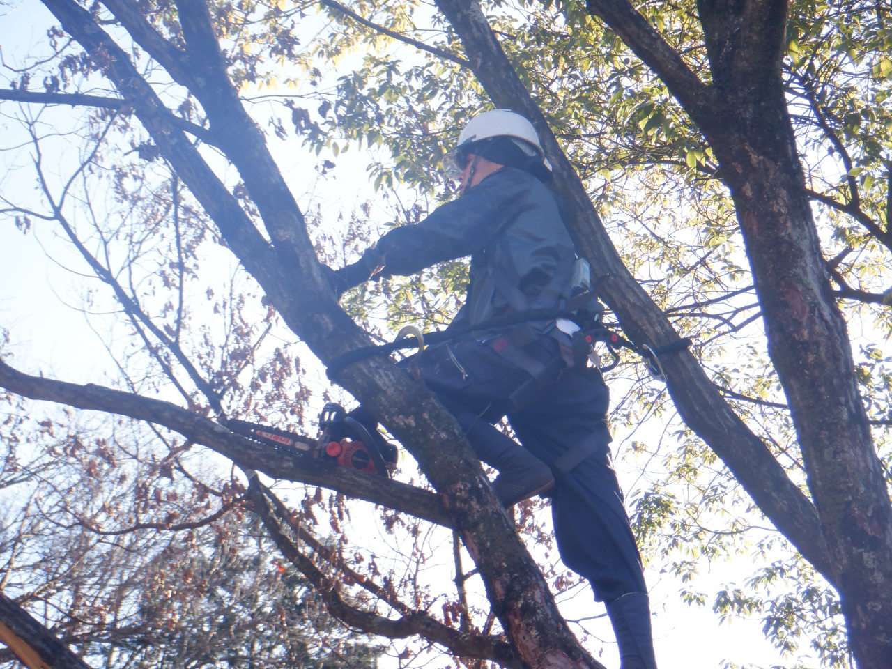 株式会社新樹緑化