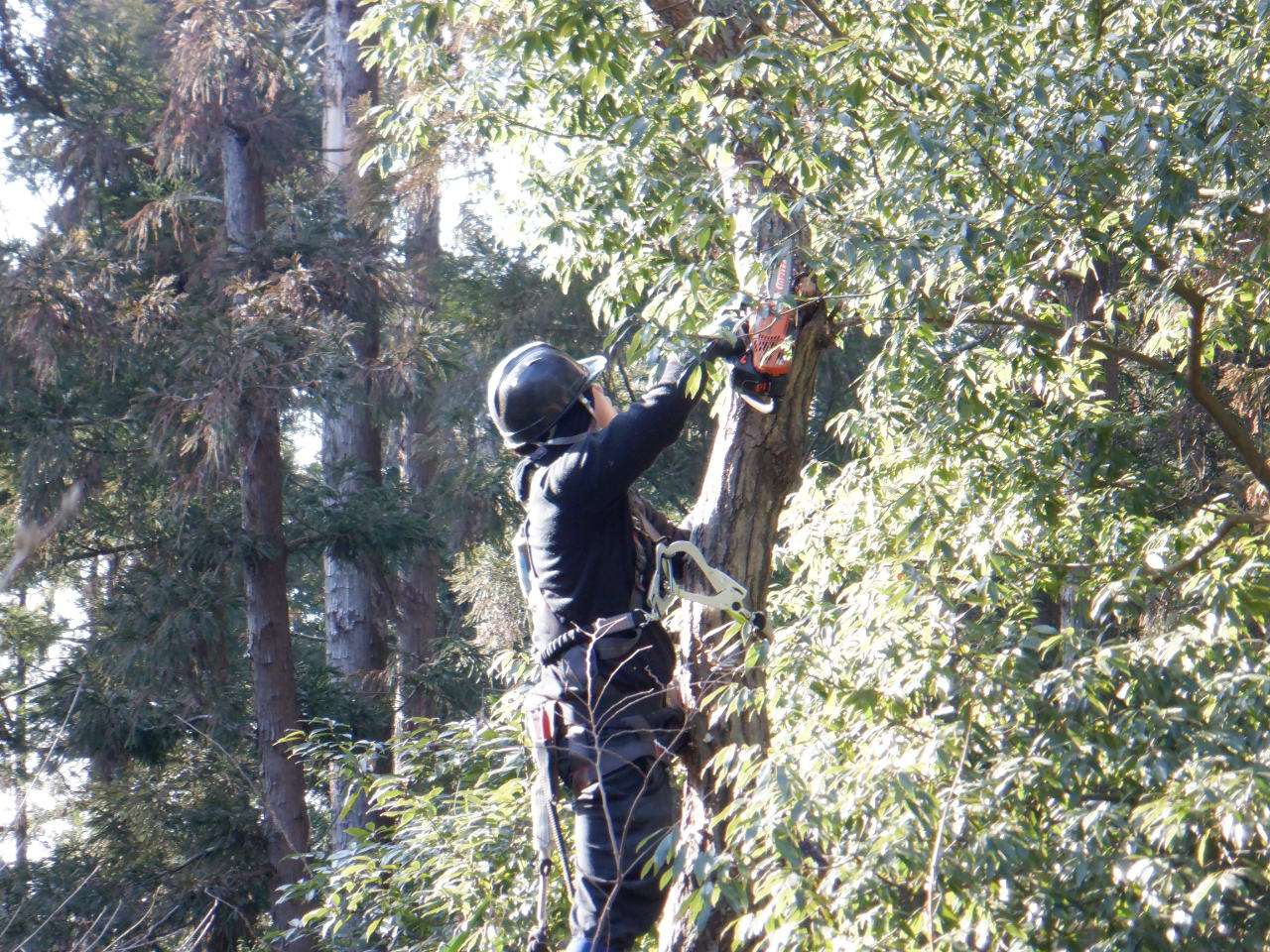 株式会社新樹緑化